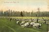 ILElginSheepc1908.jpg
