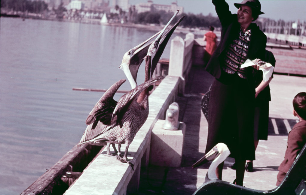 1937_08_09-MarthaWitschi-Pelicans-NewOrleans.jpg