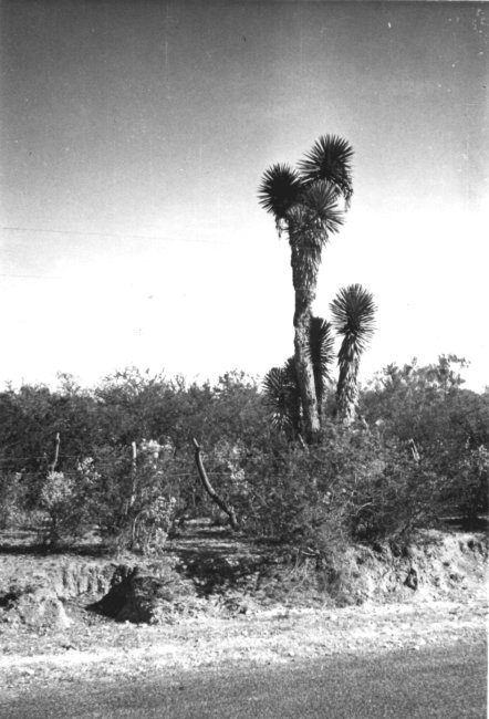 1937_08_11-1-007c-Joshua-Tree-nearNuevoLaredo.jpg