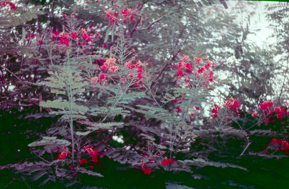 1937_09_04-026-Tenoho-Acacia-Minatitlan.jpg