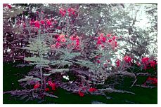 1937_09_04-026-Tenoho-Acacia-Minatitlan.jpg