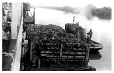 1937_09_09-4-043a-LoadingBananas-CoatzacoalcosRiver.jpg