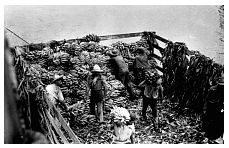 1937_09_09-4-043b-BananaBargeWorkers-CoatzacoalcosRiver.jpg